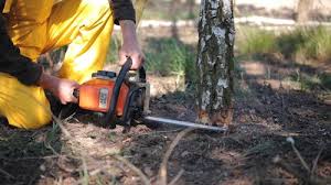 How Our Tree Care Process Works  in  Lakehurst, NJ